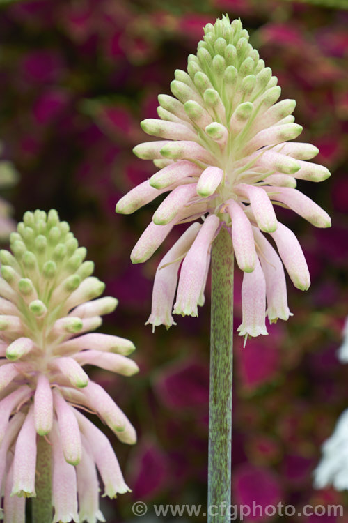Cape. Hyacinth (<i>Veltheimia capensis [syn. Veltheimia glauca]), a winter- to spring- flowering bulb native to the southwest Cape region of South Africa. The flower stems are up to 45cm high. veltheimia-3383htm'>Veltheimia.