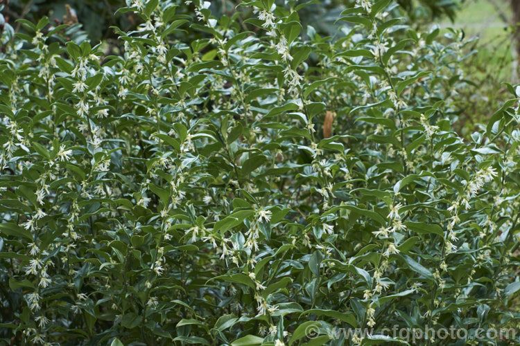 Sarcococca confusa (syn. Sarcococca humilis</i>), an evergreen, winter-flowering shrub, the wild origins of which are obscure. Similar in foliage and flower to the more common. Sarcococca ruscifolia, it grows to as much as 2m tall and has abundant fruit that turns from red to deep glossy black as it matures. sarcococca-2486htm'>Sarcococca. <a href='buxaceae-plant-family-photoshtml'>Buxaceae</a>.