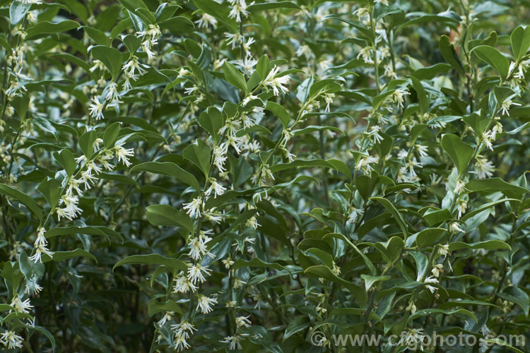 Sarcococca confusa (syn. Sarcococca humilis</i>), an evergreen, winter-flowering shrub, the wild origins of which are obscure. Similar in foliage and flower to the more common. Sarcococca ruscifolia, it grows to as much as 2m tall and has abundant fruit that turns from red to deep glossy black as it matures. sarcococca-2486htm'>Sarcococca. <a href='buxaceae-plant-family-photoshtml'>Buxaceae</a>.