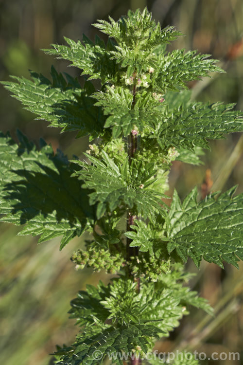 Small. Nettle or Stinging. Nettle (<i>Urtica urens</i>), a widely naturalised. Northern Hemisphere annual that is usually seen as a weed of cultivated ground. Its stinging hairs have a strongly irritant effect. The plant is sometimes used as a vegetable, as cooking destroys the sting. umbilicus-2793htm'>Urtica. <a href='urticaceae-plant-family-photoshtml'>Urticaceae</a>.