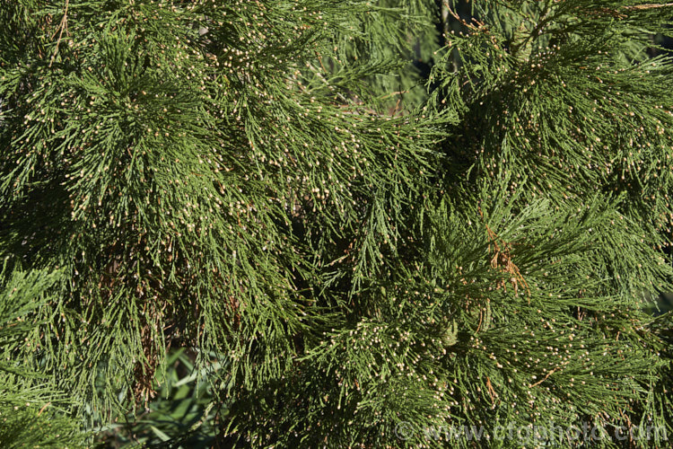 The winter foliage and near open male cones of the Giant Sequoia, Big. Tree or Sierra Redwood (<i>Sequoiadendron giganteum</i>), the world's largest tree by volume, this Californian conifer is capable of reaching nearly 100m tall sequoiadendron-2495htm'>Sequoiadendron. Order: Pinales, Family: Cupressaceae