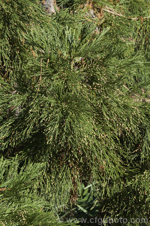 The winter foliage and near open male cones of the Giant Sequoia, Big. Tree or Sierra Redwood (<i>Sequoiadendron giganteum</i>), the world's largest tree by volume, this Californian conifer is capable of reaching nearly 100m tall sequoiadendron-2495htm'>Sequoiadendron. Order: Pinales, Family: Cupressaceae