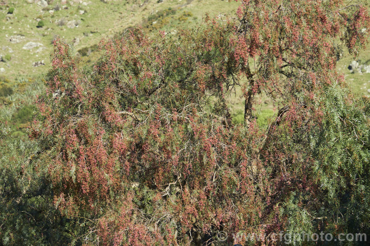 Pepper. Tree (<i>Schinus molle var. areira</i>), a small, weeping tree native to Bolivia, southern Brazil and Paraguay. The dry red-brown berries shown here follow tiny green flowers and can be used as a pepper substitute. schinus-2490htm'>Schinus. <a href='anacardiaceae-plant-family-photoshtml'>Anacardiaceae</a>.