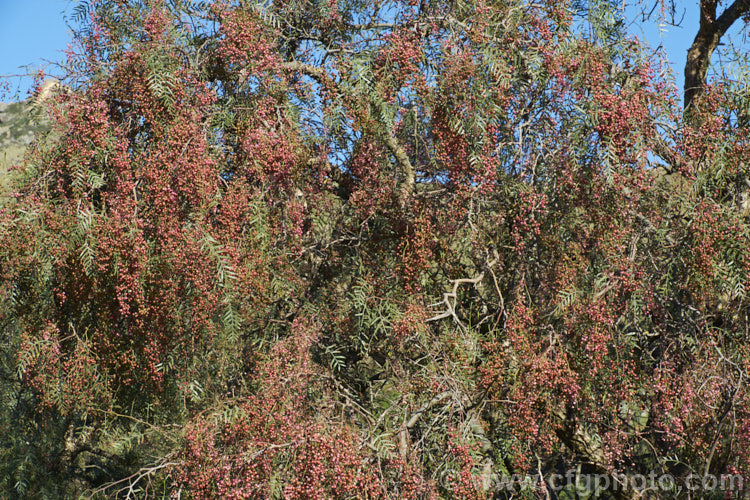 Pepper. Tree (<i>Schinus molle var. areira</i>), a small, weeping tree native to Bolivia, southern Brazil and Paraguay. The dry red-brown berries shown here follow tiny green flowers and can be used as a pepper substitute. schinus-2490htm'>Schinus. <a href='anacardiaceae-plant-family-photoshtml'>Anacardiaceae</a>.