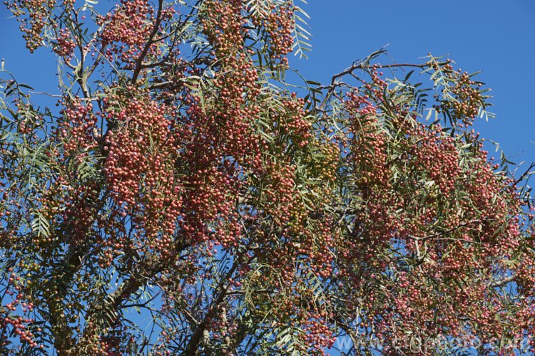 Pepper. Tree (<i>Schinus molle var. areira</i>), a small, weeping tree native to Bolivia, southern Brazil and Paraguay. The dry red-brown berries shown here follow tiny green flowers and can be used as a pepper substitute. schinus-2490htm'>Schinus. <a href='anacardiaceae-plant-family-photoshtml'>Anacardiaceae</a>.