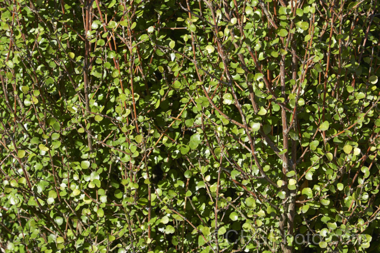 Raukaua anomalus (syn. Pseudopanax anomalus</i>), an evergreen divaricating shrub native to New Zealand, where it occurs over much of the country, from coastal areas to subalpine forests. It has small, leathery leaves and tiny greenish flowers followed by small, purple-speckled white fruits