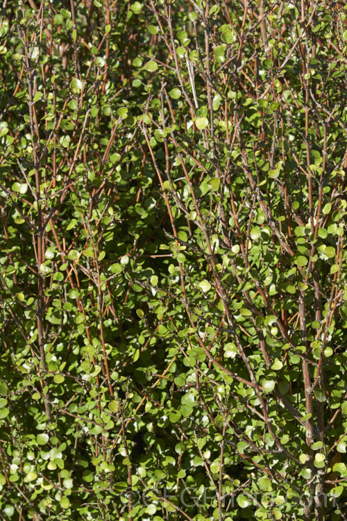 Raukaua anomalus (syn. Pseudopanax anomalus</i>), an evergreen divaricating shrub native to New Zealand, where it occurs over much of the country, from coastal areas to subalpine forests. It has small, leathery leaves and tiny greenish flowers followed by small, purple-speckled white fruits