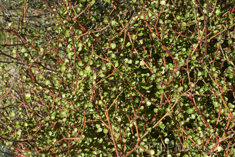Raukaua anomalus (syn. Pseudopanax anomalus</i>), an evergreen divaricating shrub native to New Zealand, where it occurs over much of the country, from coastal areas to subalpine forests. It has small, leathery leaves and tiny greenish flowers followed by small, purple-speckled white fruits