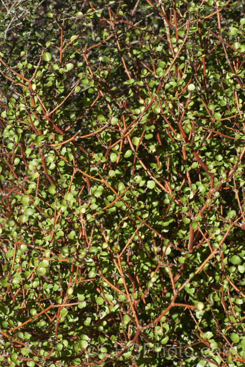 Raukaua anomalus (syn. Pseudopanax anomalus</i>), an evergreen divaricating shrub native to New Zealand, where it occurs over much of the country, from coastal areas to subalpine forests. It has small, leathery leaves and tiny greenish flowers followed by small, purple-speckled white fruits