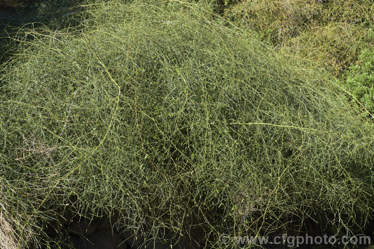 Yellow-thorned. Lawyer (<i>Rubus squarrosus</i>), a sprawling, scrambling New Zealand shrub that uses its hooked thorns to climb. It bears clusters of cream flowers followed by small, orange-red fruits. Classified as evergreen, though it is really near-leafless.
