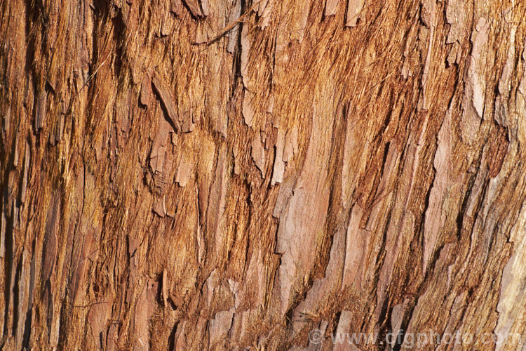 The soft fibrous material under the outer bark of the California. Redwood or Coast. Redwood (<i>Sequoia sempervirens</i>). This is what gives the barks its sponginess. Generally regarded as the world's tallest tree, this conifer from the western United States can grow to over 100m tall sequoia-2494htm'>Sequoia. Order: Pinales, Family: Cupressaceae