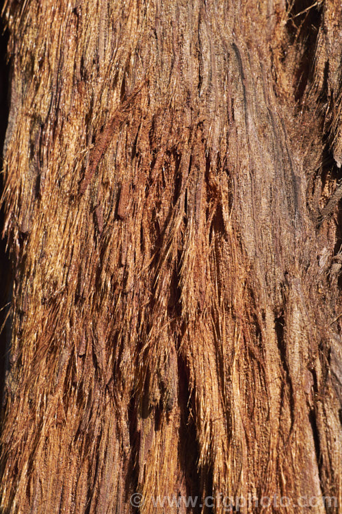 The soft fibrous material under the outer bark of the California. Redwood or Coast. Redwood (<i>Sequoia sempervirens</i>). This is what gives the barks its sponginess. Generally regarded as the world's tallest tree, this conifer from the western United States can grow to over 100m tall sequoia-2494htm'>Sequoia. Order: Pinales, Family: Cupressaceae