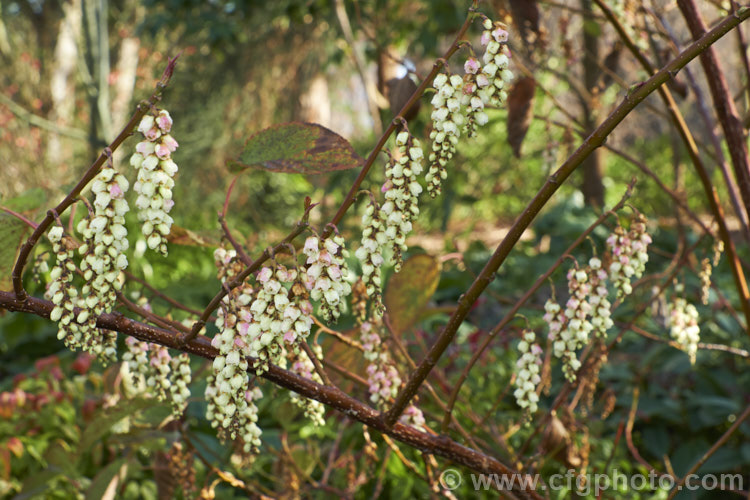 Pink Spring Spiketail (<i>Stachyurus praecox 'Rubriflora'), an early spring-flowering, pink-tinted cultivar of a normally cream- to soft yellow-flowered, 2m high and wide, deciduous shrub native to Japan. The flowers usually open before the foliage appears. The autumn foliage colours can be vivid in good years. stachyurus-3540htm'>Stachyurus. <a href='stachyuraceae-plant-family-photoshtml'>Stachyuraceae</a>.