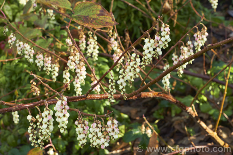 Pink Spring Spiketail (<i>Stachyurus praecox 'Rubriflora'), an early spring-flowering, pink-tinted cultivar of a normally cream- to soft yellow-flowered, 2m high and wide, deciduous shrub native to Japan. The flowers usually open before the foliage appears. The autumn foliage colours can be vivid in good years. stachyurus-3540htm'>Stachyurus. <a href='stachyuraceae-plant-family-photoshtml'>Stachyuraceae</a>.