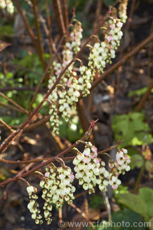 Pink Spring Spiketail (<i>Stachyurus praecox 'Rubriflora'), an early spring-flowering, pink-tinted cultivar of a normally cream- to soft yellow-flowered, 2m high and wide, deciduous shrub native to Japan. The flowers usually open before the foliage appears. The autumn foliage colours can be vivid in good years. stachyurus-3540htm'>Stachyurus. <a href='stachyuraceae-plant-family-photoshtml'>Stachyuraceae</a>.