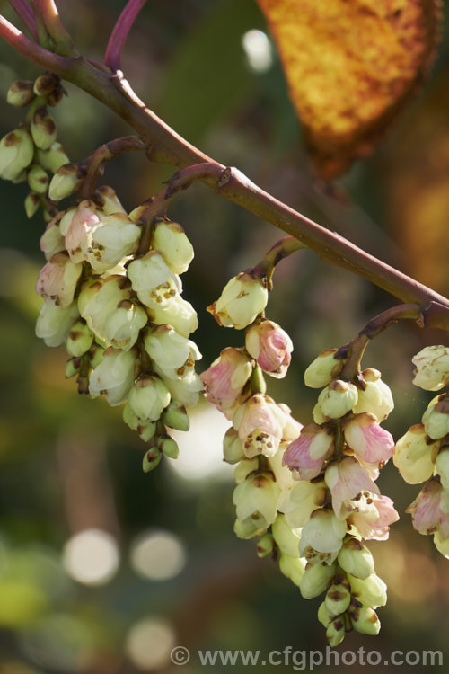 Pink Spring Spiketail (<i>Stachyurus praecox 'Rubriflora'), an early spring-flowering, pink-tinted cultivar of a normally cream- to soft yellow-flowered, 2m high and wide, deciduous shrub native to Japan. The flowers usually open before the foliage appears. The autumn foliage colours can be vivid in good years. stachyurus-3540htm'>Stachyurus. <a href='stachyuraceae-plant-family-photoshtml'>Stachyuraceae</a>.