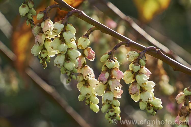 Pink Spring Spiketail (<i>Stachyurus praecox 'Rubriflora'), an early spring-flowering, pink-tinted cultivar of a normally cream- to soft yellow-flowered, 2m high and wide, deciduous shrub native to Japan. The flowers usually open before the foliage appears. The autumn foliage colours can be vivid in good years. stachyurus-3540htm'>Stachyurus. <a href='stachyuraceae-plant-family-photoshtml'>Stachyuraceae</a>.