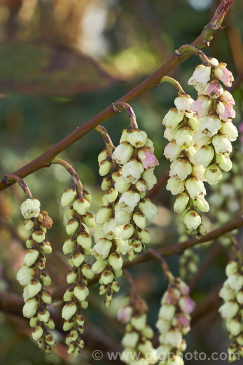 Pink Spring Spiketail (<i>Stachyurus praecox 'Rubriflora'), an early spring-flowering, pink-tinted cultivar of a normally cream- to soft yellow-flowered, 2m high and wide, deciduous shrub native to Japan. The flowers usually open before the foliage appears. The autumn foliage colours can be vivid in good years