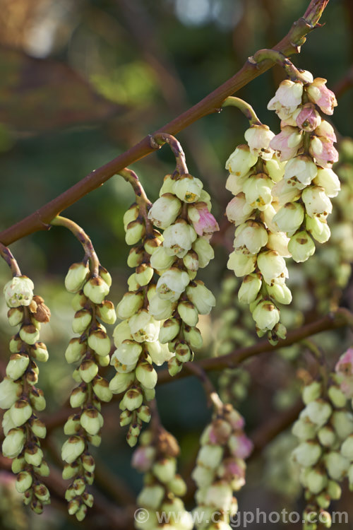 Pink Spring Spiketail (<i>Stachyurus praecox 'Rubriflora'), an early spring-flowering, pink-tinted cultivar of a normally cream- to soft yellow-flowered, 2m high and wide, deciduous shrub native to Japan. The flowers usually open before the foliage appears. The autumn foliage colours can be vivid in good years. stachyurus-3540htm'>Stachyurus. <a href='stachyuraceae-plant-family-photoshtml'>Stachyuraceae</a>.