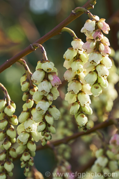 Pink Spring Spiketail (<i>Stachyurus praecox 'Rubriflora'), an early spring-flowering, pink-tinted cultivar of a normally cream- to soft yellow-flowered, 2m high and wide, deciduous shrub native to Japan. The flowers usually open before the foliage appears. The autumn foliage colours can be vivid in good years. stachyurus-3540htm'>Stachyurus. <a href='stachyuraceae-plant-family-photoshtml'>Stachyuraceae</a>.