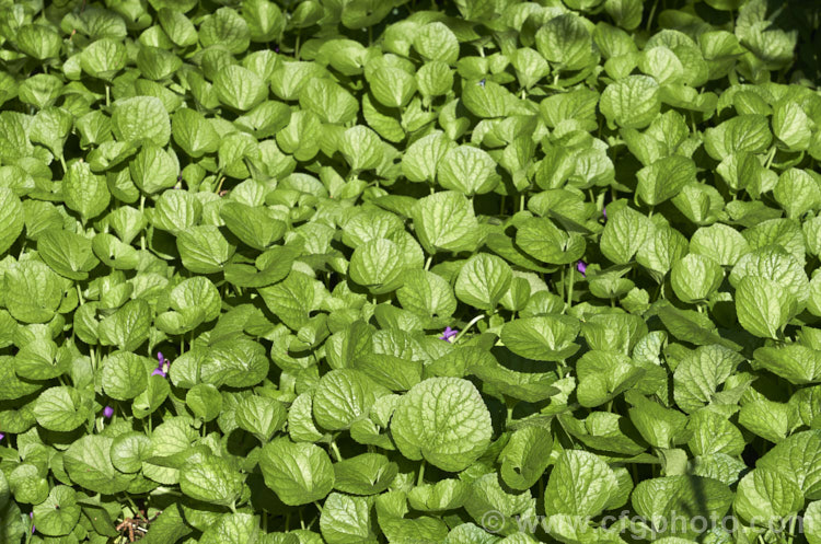 Sweet Violet (<i>Viola odorata</i>), a low-growing, stoloniferous, spring-flowering. European perennial. The flowers are sweetly scented and the fragrance is widely used in perfumes. viola-2165htm'>Viola. <a href='violaceae-plant-family-photoshtml'>Violaceae</a>.