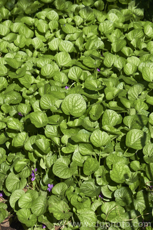 Sweet Violet (<i>Viola odorata</i>), a low-growing, stoloniferous, spring-flowering. European perennial. The flowers are sweetly scented and the fragrance is widely used in perfumes. viola-2165htm'>Viola. <a href='violaceae-plant-family-photoshtml'>Violaceae</a>.