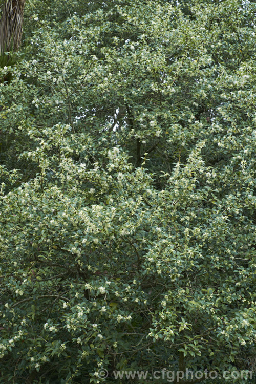 Osmanthus x burkwoodii (syn. Osmarea burkwoodii</i>), a hybrid between Osmanthus delavayi and Osmanthus decorus that was previously thought to be an intergeneric hybrid between Osmanthus and Phyllyrea. It is an evergreen, spring-blooming shrub or small tree with sweetly scented flowers. osmanthus-2205htm'>Osmanthus. <a href='oleaceae-plant-family-photoshtml'>Oleaceae</a>.