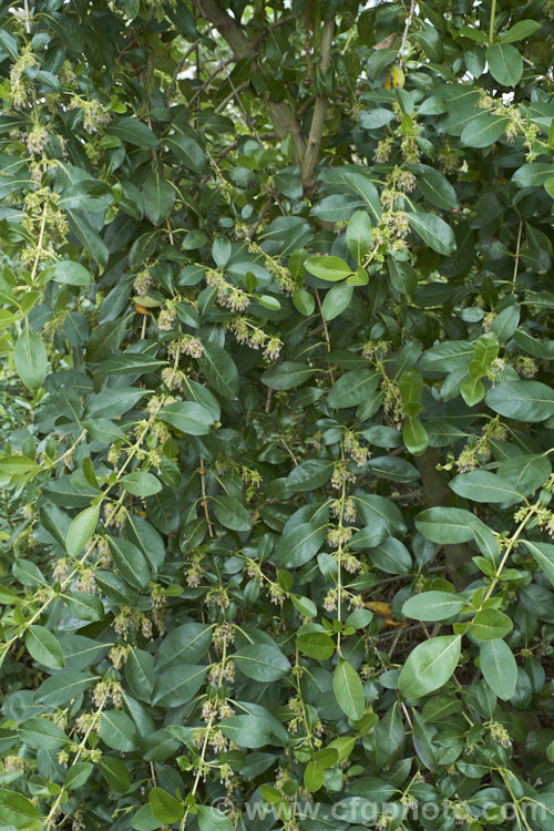 Karamu (<i>Coprosma robusta</i>), a 3-6m tall evergreen shrub found throughout New Zealand from northern Otago northwards. It is a rather untidy bush that tends to self-sow freely and which can be rather invasive in gardens. The plant is shown here with clusters of male flowers that are heavy with pollen. Order: Gentianales, Family: Rubiaceae