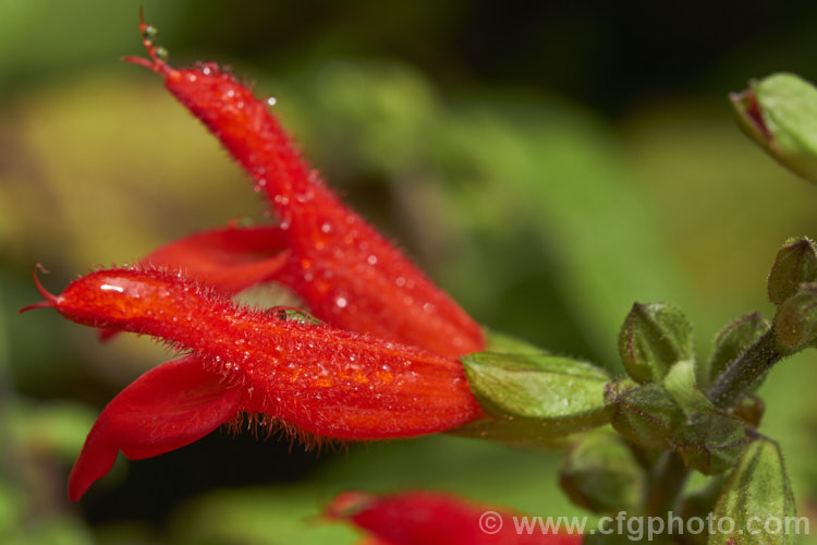 Pineapple Sage or Tangerine Sage (<i>Salvia elegans [syn. Salvia rutilans]), an aromatic autumn-flowering perennial or subshrub native to Mexico and Guatemala where it occurs in pine forests at elevations of 1800-2700m. It can grow to 2m high and wide, flowers over a long period and its foliage emits a pineapple scent when crushed. Order: Lamiales, Family: Lamiaceae