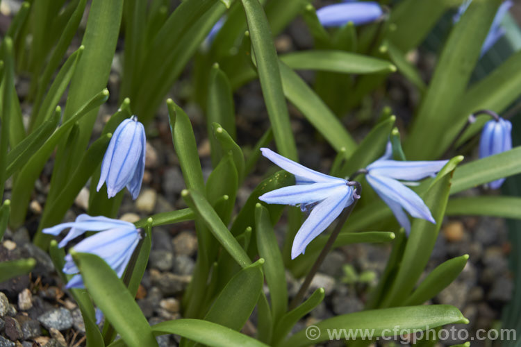 Scilla ingridiae var. taurica (syn. Scilla siberica var. taurica</i>), a tiny, spring-flowering bulb native to Adana in the Taurus. Mountains of southern Turkey. scilla-2491htm'>Scilla.