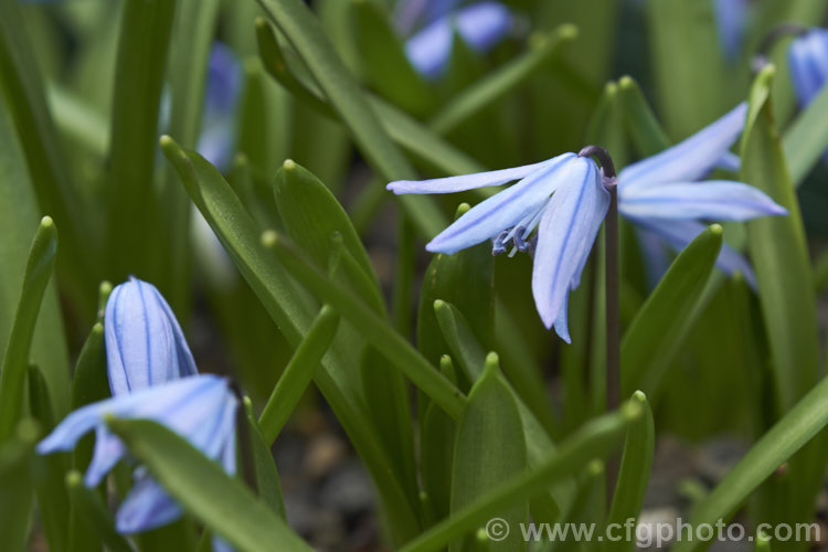 Scilla ingridiae var. taurica (syn. Scilla siberica var. taurica</i>), a tiny, spring-flowering bulb native to Adana in the Taurus. Mountains of southern Turkey. scilla-2491htm'>Scilla.