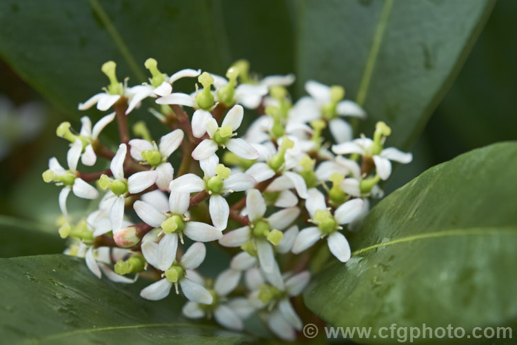 The flowerhead of Skimmia japonica subsp. reevesiana, a self-fertile hermaphrodite subspecies of an evergreen shrub from China and Japan. Although reevesiana does not produce much pollen, it usually has a reliable crop of bright red berries