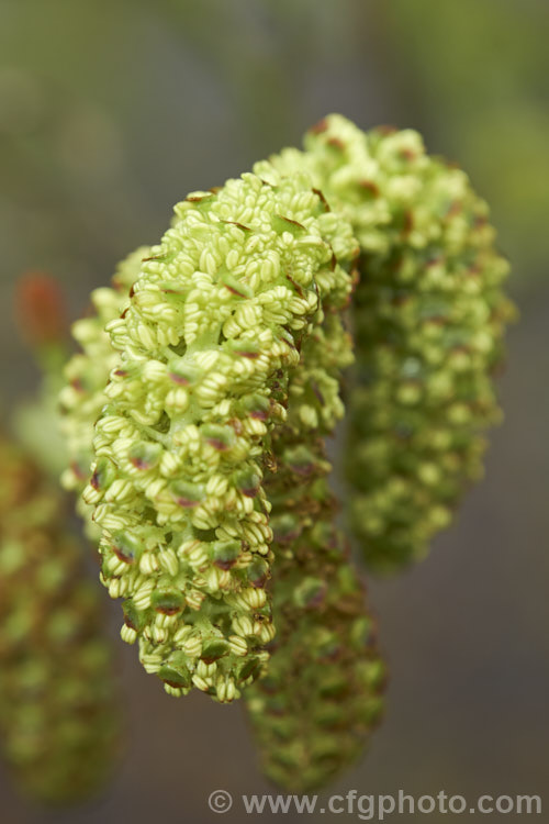 Male catkins of Yashabushi (<i>Alnus firma</i>), a large deciduous shrub or tree up to 15m tall. Native to Japan, it is notable for its finely downy foliage and late winter- to spring-borne catkins. The cones of this plant are the source of yashabushi dye, which was traditionally used to colour ivory. alnus-2121htm'>Alnus. <a href='betulaceae-plant-family-photoshtml'>Betulaceae</a>.