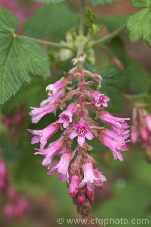 Winter. Currant (<i>Ribes sanguineum</i>), a late winter- to early spring-flowering deciduous shrub that can grow to 4m tall It is native to the western United States