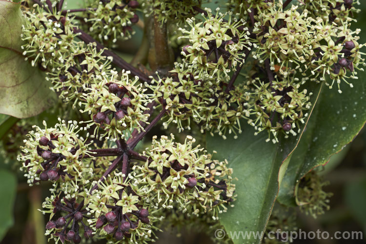 The flowers of Pseudopanax laetus (syn. Neopanax laetum</i>), a large evergreen shrub or small tree native to New Zealand, which is widely cultivated for its lush palmate foliage that is often purple-red-tinted, as are the stems. pseudopanax-2147htm'>Pseudopanax. Order: Apiales, Family: Araliaceae