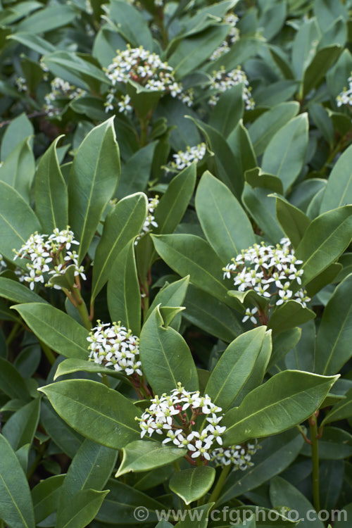 Skimmia japonica subsp. reevesiana, a self-fertile hermaphrodite subspecies of an evergreen shrub from China and Japan. Although reevesiana does not produce much pollen, it usually has a reliable crop of bright red berries