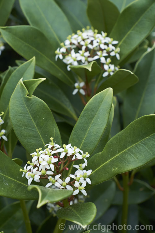 Skimmia japonica subsp. reevesiana, a self-fertile hermaphrodite subspecies of an evergreen shrub from China and Japan. Although reevesiana does not produce much pollen, it usually has a reliable crop of bright red berries