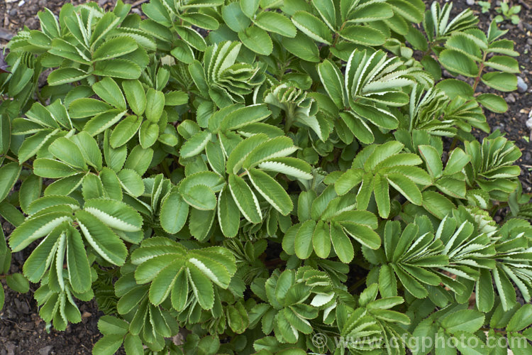 The emergent spring foliage of Sanguisorba tenuifolia (<i>Poterium tenuifolium</i>), a late spring to midsummer-flowering herbaceous perennial found in Japan and neighbouring temperate parts of the East Asian mainland. sanguisorba-3276htm'>Sanguisorba.