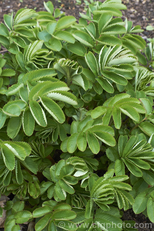 The emergent spring foliage of Sanguisorba tenuifolia (<i>Poterium tenuifolium</i>), a late spring to midsummer-flowering herbaceous perennial found in Japan and neighbouring temperate parts of the East Asian mainland. sanguisorba-3276htm'>Sanguisorba.