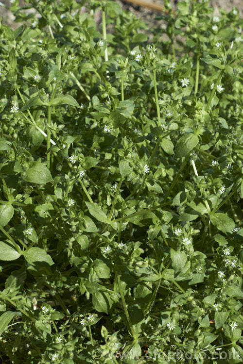 Chickweed (<i>Stellaria media</i>), an annual or short-lived perennial garden weed that often appears on recently cultivated ground. It has a cosmopolitan distribution. stellaria-2526htm'>Stellaria. Order: Caryophyllales, Family: Caryophyllaceae