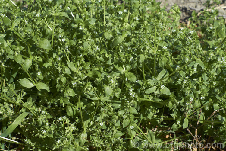 Chickweed (<i>Stellaria media</i>), an annual or short-lived perennial garden weed that often appears on recently cultivated ground. It has a cosmopolitan distribution. stellaria-2526htm'>Stellaria. Order: Caryophyllales, Family: Caryophyllaceae