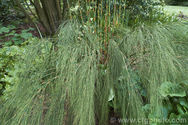 Giant Restio (<i>Rhodocoma gigantea</i>), a 2-3m tall, rush-like plant native to South Africa, where it occurs in the mountains of the Cape. After a juvenile phase producing feathery plumes, the plant develops into a clump of almost bamboo-like canes topped with golden brown flowerheads; erect for the females and arching for the males