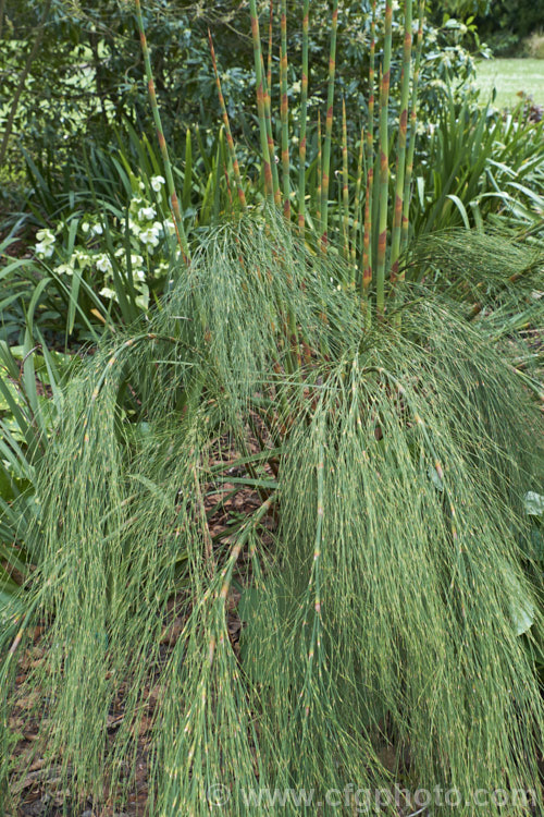Giant Restio (<i>Rhodocoma gigantea</i>), a 2-3m tall, rush-like plant native to South Africa, where it occurs in the mountains of the Cape. After a juvenile phase producing feathery plumes, the plant develops into a clump of almost bamboo-like canes topped with golden brown flowerheads; erect for the females and arching for the males
