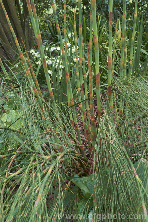 Giant Restio (<i>Rhodocoma gigantea</i>), a 2-3m tall, rush-like plant native to South Africa, where it occurs in the mountains of the Cape. After a juvenile phase producing feathery plumes, the plant develops into a clump of almost bamboo-like canes topped with golden brown flowerheads; erect for the females and arching for the males