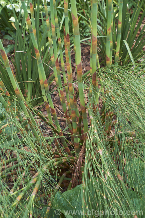 Giant Restio (<i>Rhodocoma gigantea</i>), a 2-3m tall, rush-like plant native to South Africa, where it occurs in the mountains of the Cape. After a juvenile phase producing feathery plumes, the plant develops into a clump of almost bamboo-like canes topped with golden brown flowerheads; erect for the females and arching for the males