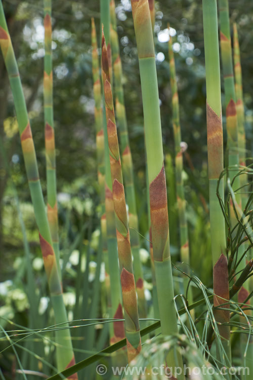 Giant Restio (<i>Rhodocoma gigantea</i>), a 2-3m tall, rush-like plant native to South Africa, where it occurs in the mountains of the Cape. After a juvenile phase producing feathery plumes, the plant develops into a clump of almost bamboo-like canes topped with golden brown flowerheads; erect for the females and arching for the males