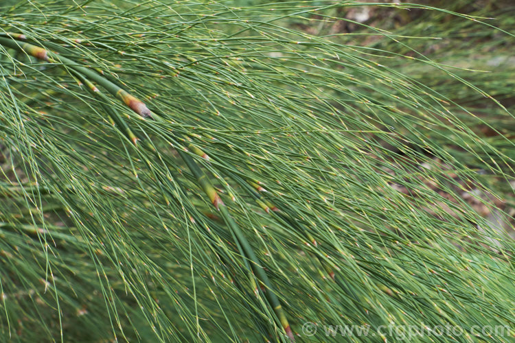 Giant Restio (<i>Rhodocoma gigantea</i>), a 2-3m tall, rush-like plant native to South Africa, where it occurs in the mountains of the Cape. After a juvenile phase producing feathery plumes, the plant develops into a clump of almost bamboo-like canes topped with golden brown flowerheads; erect for the females and arching for the males