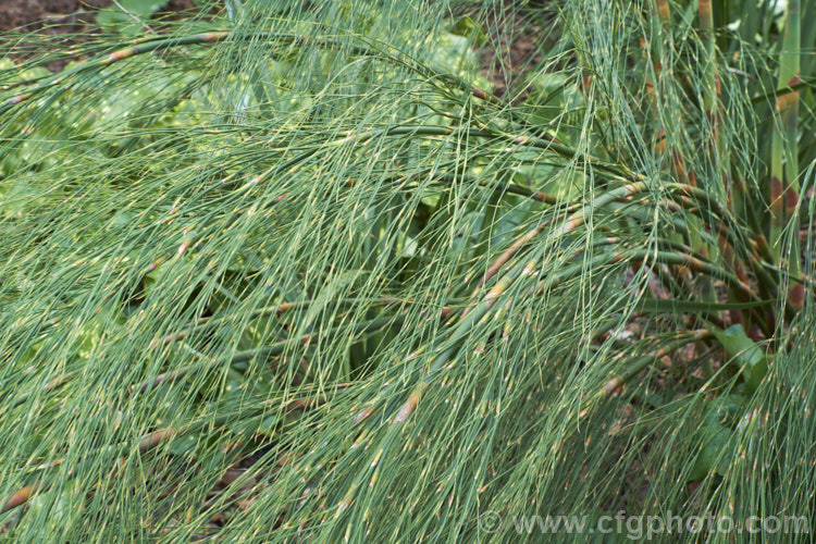 Giant Restio (<i>Rhodocoma gigantea</i>), a 2-3m tall, rush-like plant native to South Africa, where it occurs in the mountains of the Cape. After a juvenile phase producing feathery plumes, the plant develops into a clump of almost bamboo-like canes topped with golden brown flowerheads; erect for the females and arching for the males