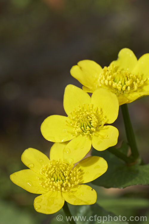 Creeping Buttercup or Creeping Crowfoot (<i>Ranunculus repens</i>), a spring- to early summer-flowering perennial usually found in damp to boggy meadows. It is a Eurasian native but has become naturalised and moderately invasive in many of the world's temperate areas. Order: Ranunculales, Family: Ranunculaceae