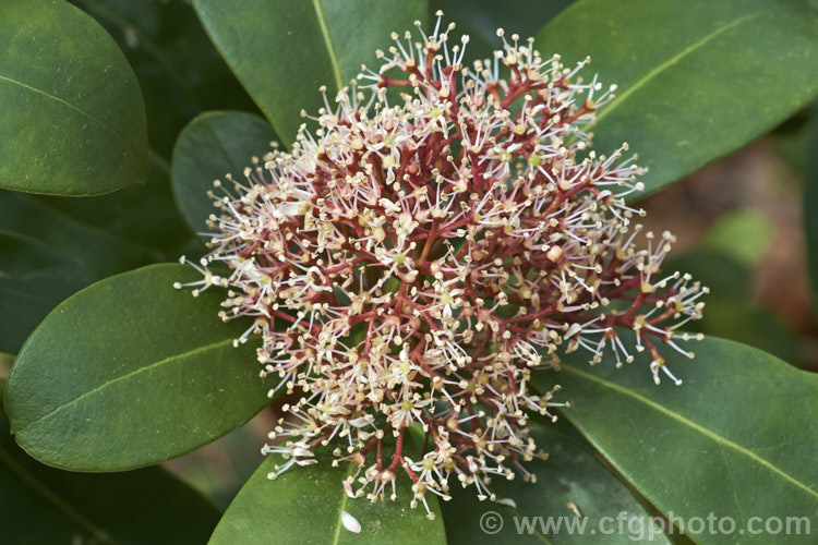 Skimmia japonica 'Rubella', a male cultivar of the common. Skimmia, an evergreen shrub from China and Japan 'Rubella' differs from the species in having red flower buds and red-stemmed flower heads. The flowers have pink-tinted white petals that soon fall, highlighting the red stems, as shown here